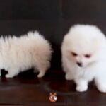 Mini Pomeranian (Male) | 0563770992