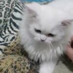female siberian kitten