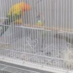 Sun conure 2 years unknown gender with cage and toys