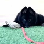 Black jack German Shepard puppy available