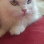قطة شيراز ملكي لون العينين ازرق وعسلي