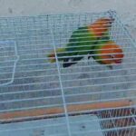 Green Opline Lovebirds For Sale