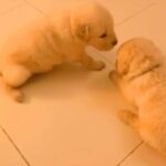 Pure golden retriever puppy