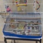 one gloster male and one frill canary female for sale with cage