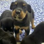 High Quality Doberman Puppies