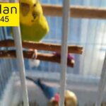 2 Paired budgies with Cage + Stand + Toys
