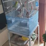 Budgies with cage and accessories