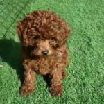 TOY POODLE FEMALE PUPPY RED COLOR