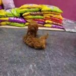 PURE BREED TOY POODLE PUPPIES