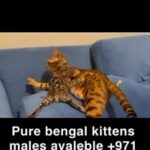 High quality Bengal kittens