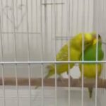 Budgie Pair with cage two cages