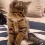 Scottish Mix  Persian Taby Brownسكوتش ميكس شيرازي ٥٥ يوم تابي