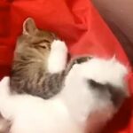 Female mix scottish fold and persian ميكس سكوتش فولد شيرازي