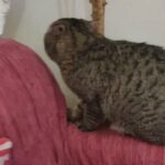 British Shorthair Mating Only
