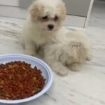 2 months teacup maltese