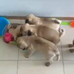 Pug Pure breed puppies