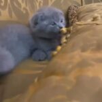 *SOLD* Blue Scottish fold