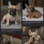 Looking for French Bulldog Female Puppy