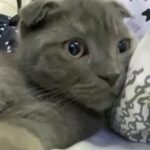 Scottish fold for sale