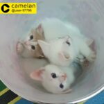 Turkish Angora kittens
