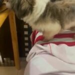 Male Shih Tzu for Mating / 3 Sessions