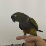 Patagonian conure