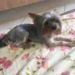 need female Yorkie is for mating
