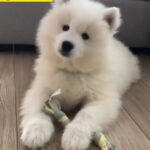 samoyed puppy