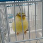 canary glooster