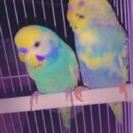 2 Budgerigar birds for sale