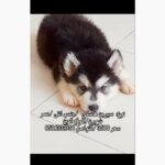 husky puppy pure for sale