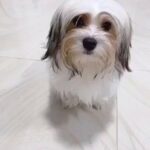 European Super mini havanese girl