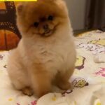 Pure Pomeranian Breed