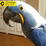 parrot for sale