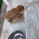 Mix Breed Puppy For Sale