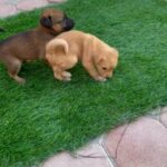 Mix Breed Puppies For Sale