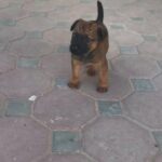 mix breed puppy for sale