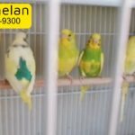 Budgies male available