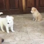 German shepherd and golden retriever puppies