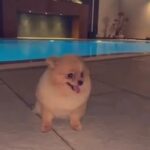 Pomeranian for sale