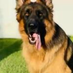 GSD MALE for MATING
