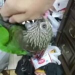hwak parrot