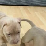 bully puppies for sale