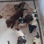 springador pups for sale