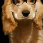 English Cocker Spaniel Male 2Months old