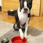 boston terrier wanted