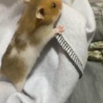 Baby Hamster 🐹♥️