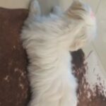 Male Maltese Needed For Mating