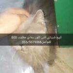 شرازي