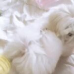 Toy Maltese puppies available